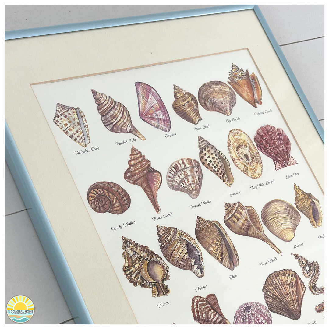 Shell Identification Graphic Vintage Style Shell Framed Identification Print | Coastal Decor | ART ...