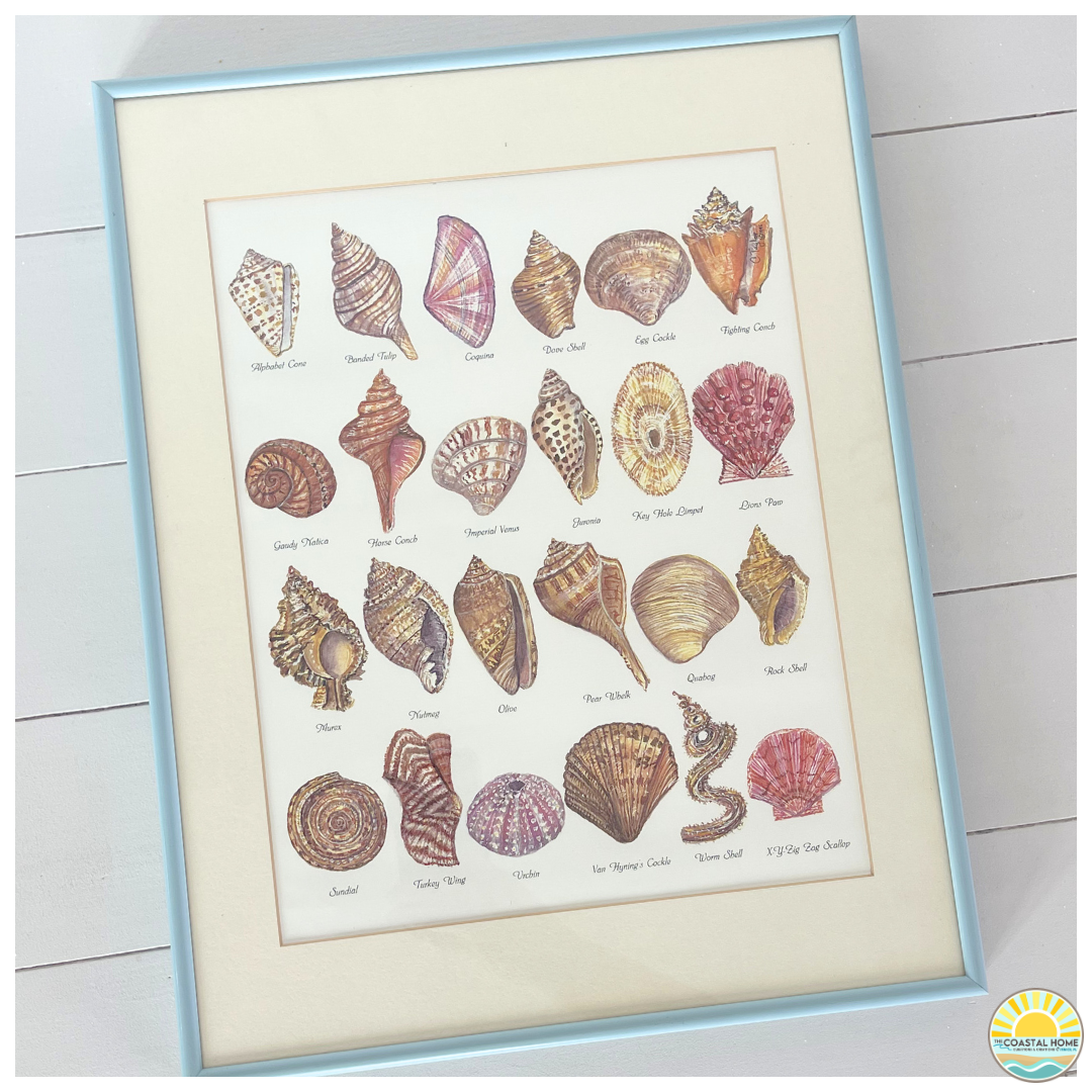 Vintage Style Shell Framed Identification Print | Coastal Decor | ART [AW-117]