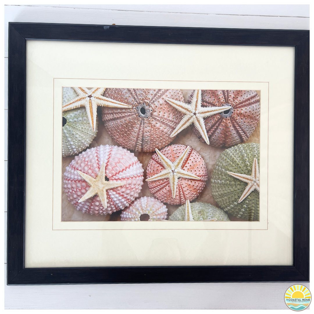 Starfish & Sea Urchin Coastal Wall Decor | ART [AW-119]