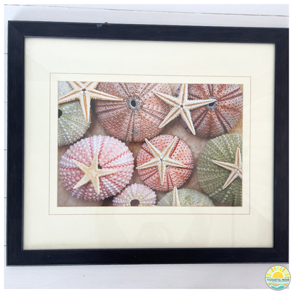 Starfish & Sea Urchin Coastal Wall Decor | ART [AW-119]