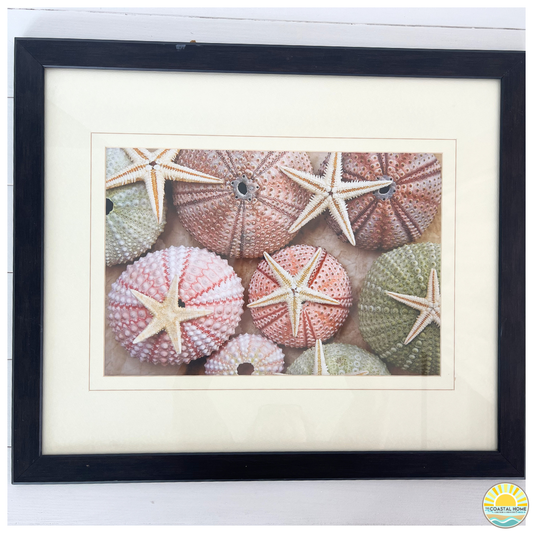 Starfish & Sea Urchin Coastal Wall Decor | ART [AW-119]