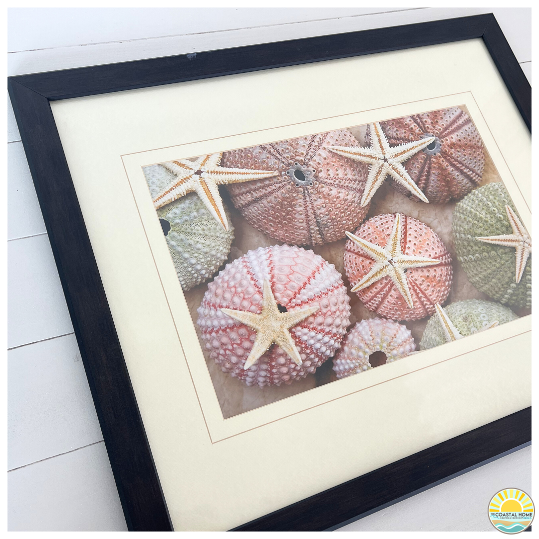 Starfish & Sea Urchin Coastal Wall Decor | ART [AW-119]